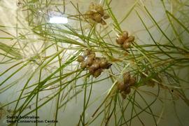   Infructescences:   Potamogeton pectinatus ; Photo by South Australian Seed Conservation Centre, used with permission
